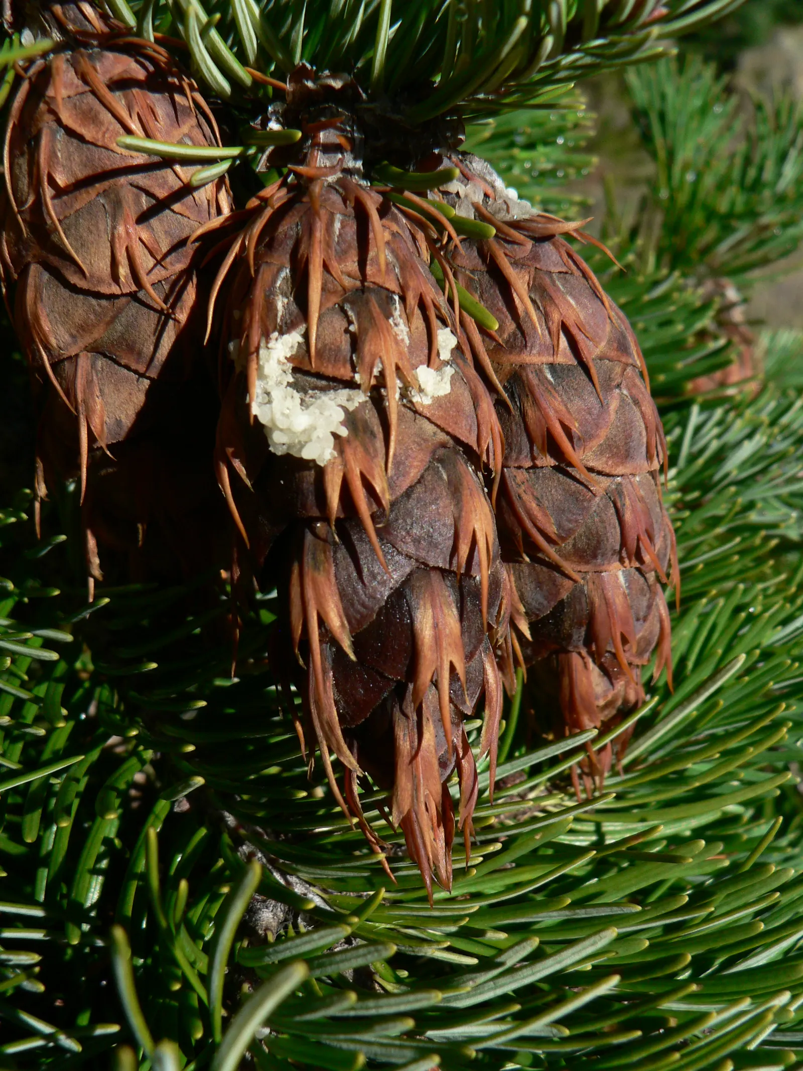 Douglas Fir (Pseudotsuga Menziesii) — This species is tolerant of a variety of conditions but does best with moderate moisture