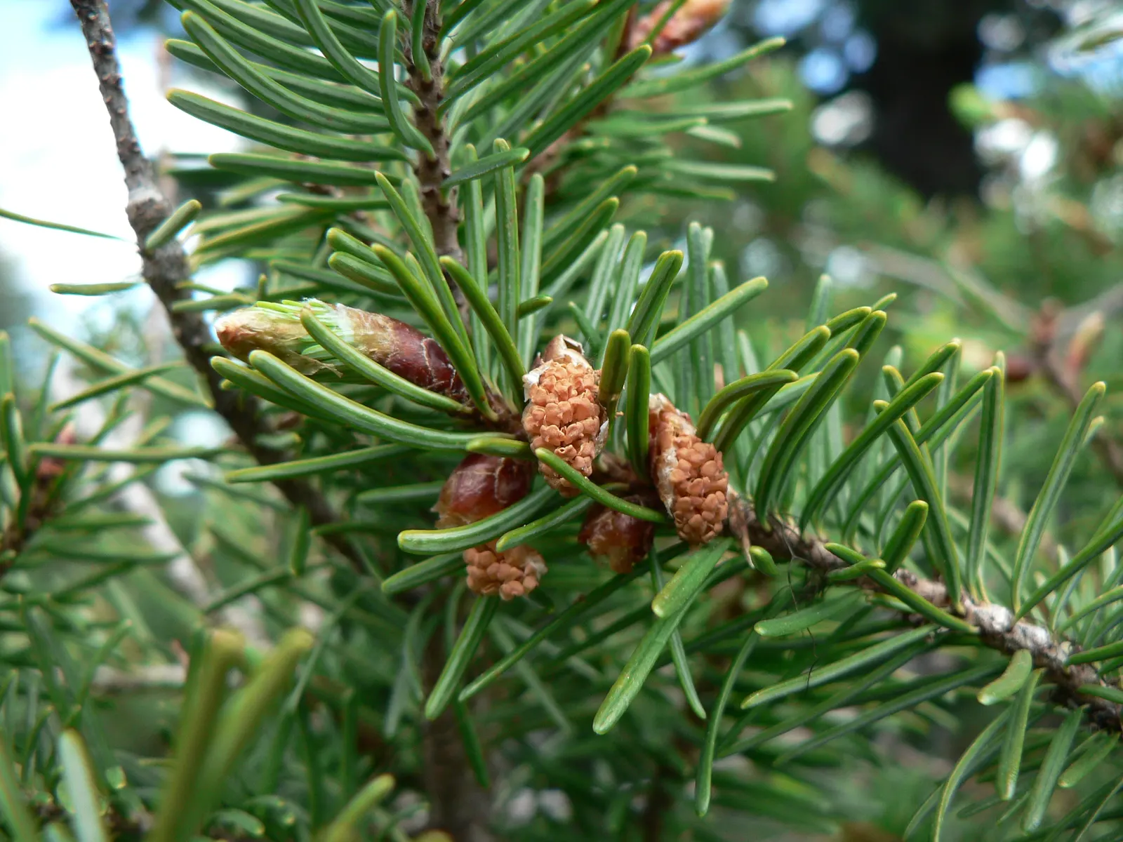 Douglas Fir (Pseudotsuga Menziesii) — Noted for its conical shape
