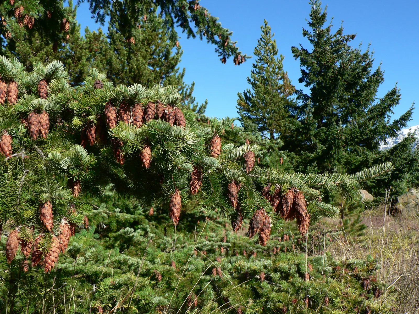 Douglas Fir (Pseudotsuga Menziesii) — its young cones emerge as reddish-brown and mature to a woody; native to the western United States