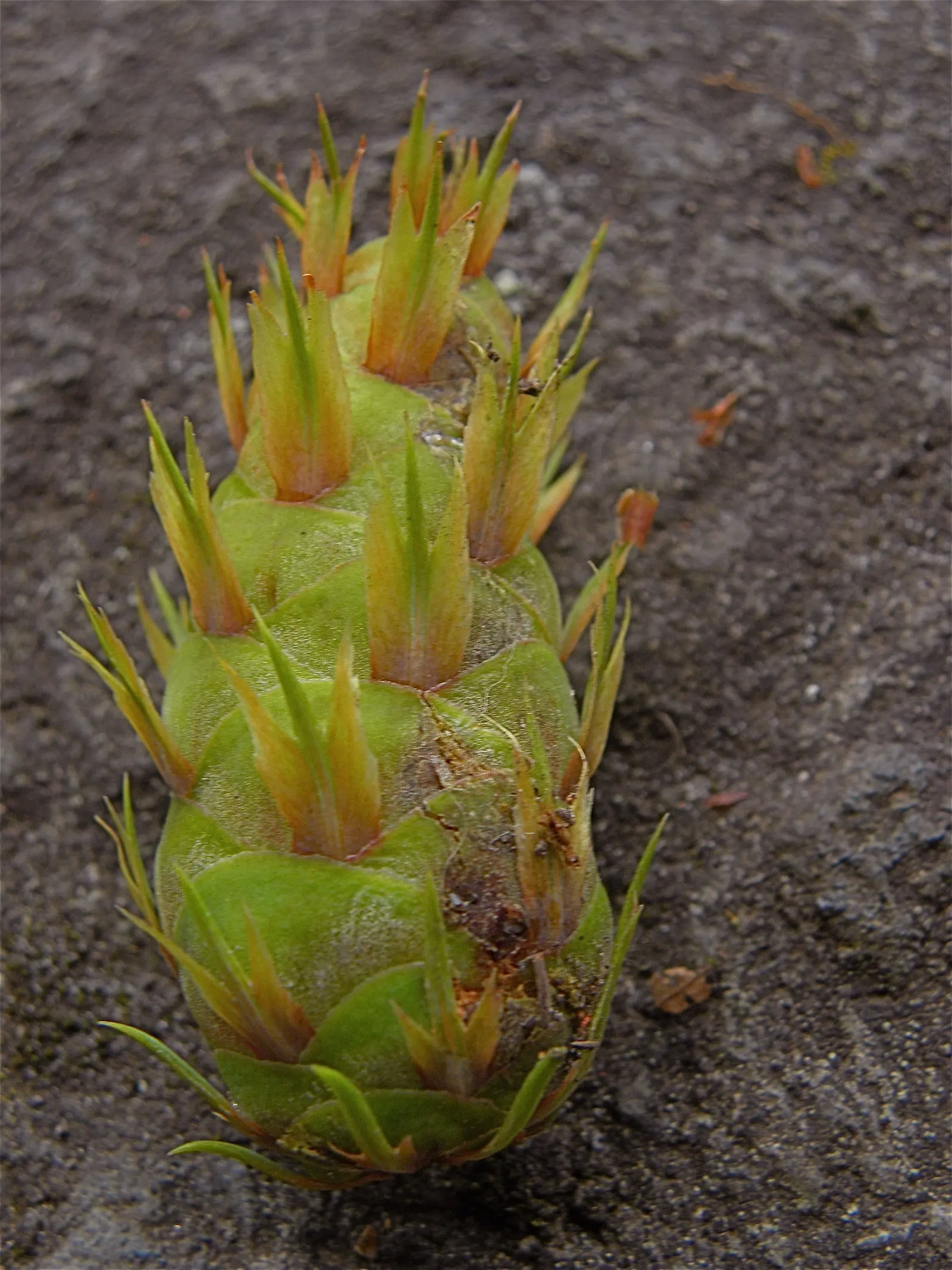 Douglas Fir (Pseudotsuga Menziesii) — its young cones emerge as reddish-brown and mature to a woody