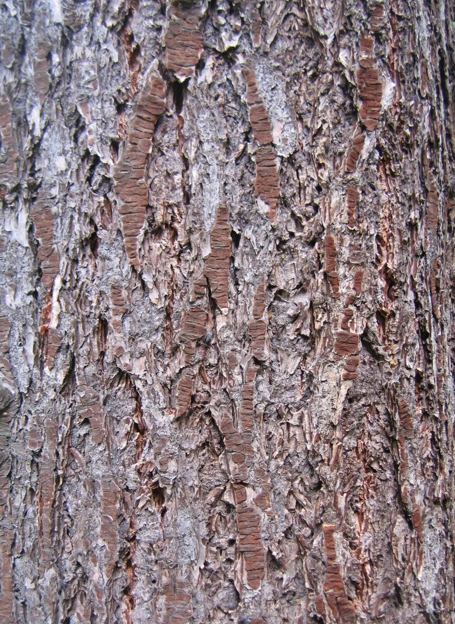 Douglas Fir (Pseudotsuga Menziesii) — it's crucial to account for the Douglas Fir's substantial size and growth habit; whether as a specimen centerpiece