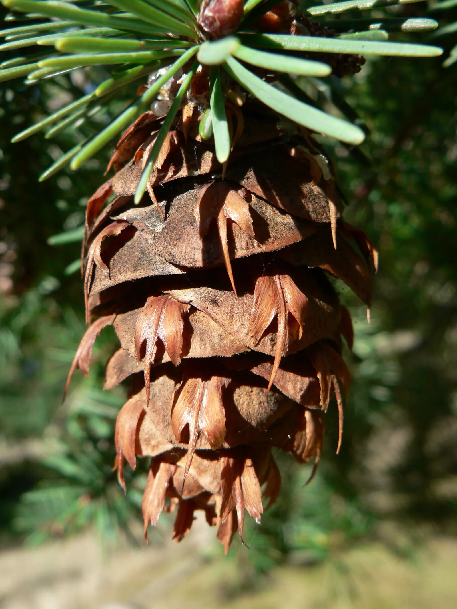 Douglas Fir (Pseudotsuga Menziesii) — These needles radiate around the branch, creating a full and lush appearance; towering up to 230 feet tall with a 4 to 6