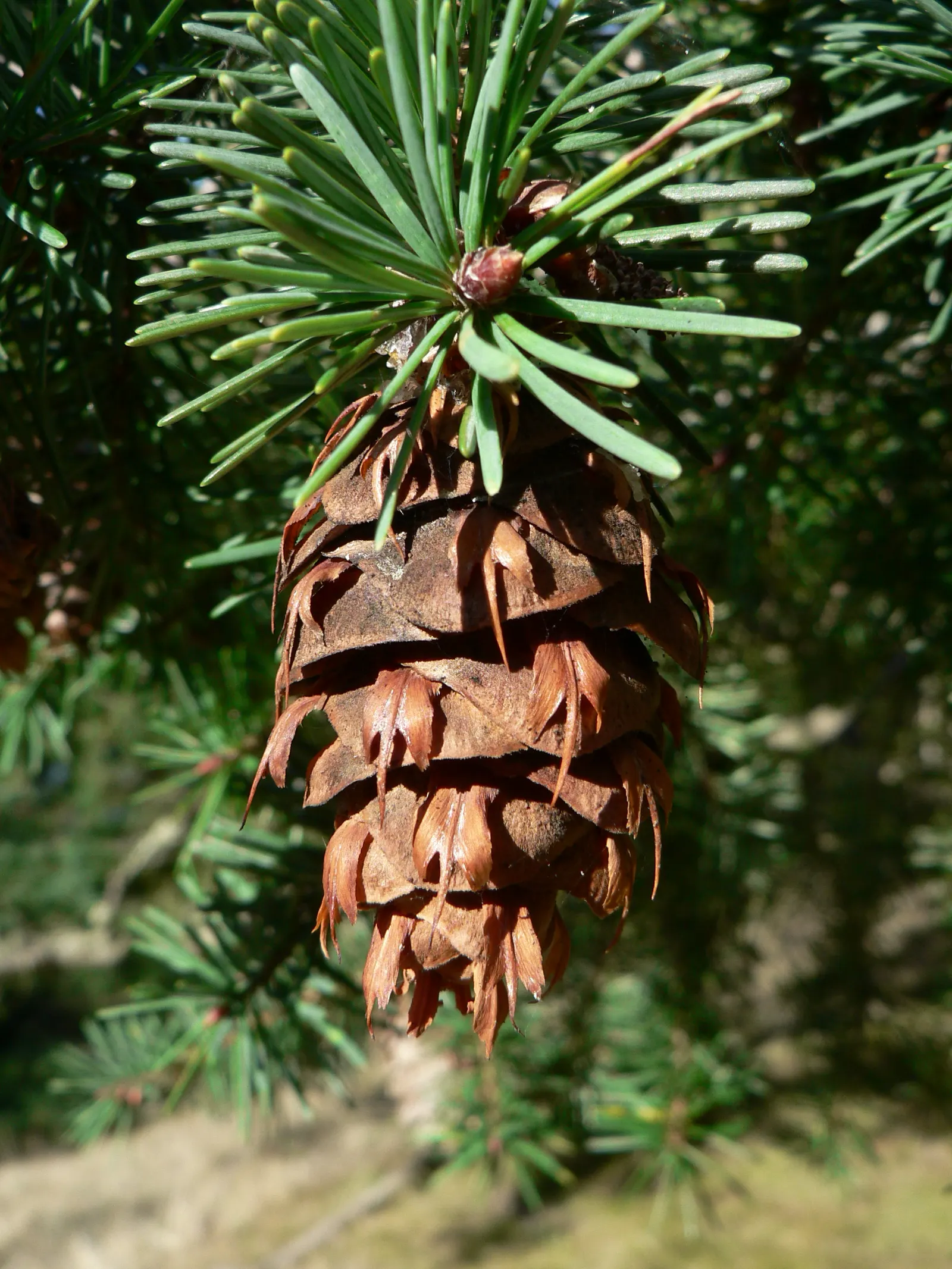 Douglas Fir (Pseudotsuga Menziesii) — more commonly known as the Douglas Fir; its deep root system supports the tree's vast size and contributes to its