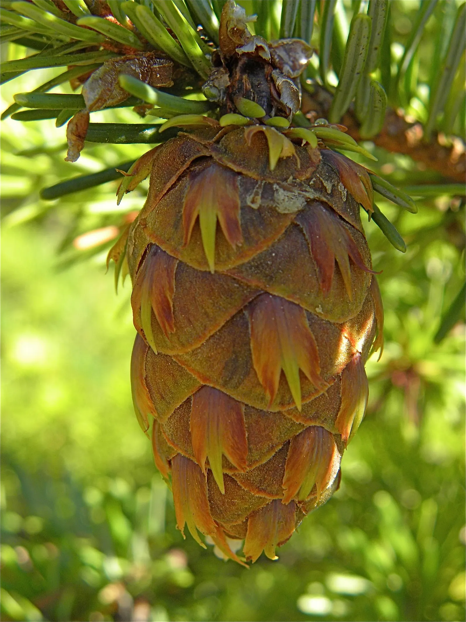 Douglas Fir (Pseudotsuga Menziesii) — Its spread can be quite formidable