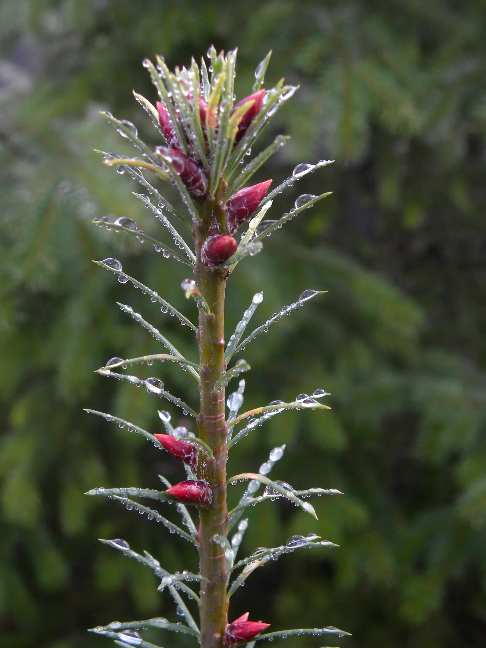 Douglas Fir (Pseudotsuga Menziesii) — its deep root system supports the tree's vast size and contributes to its resistance to strong winds