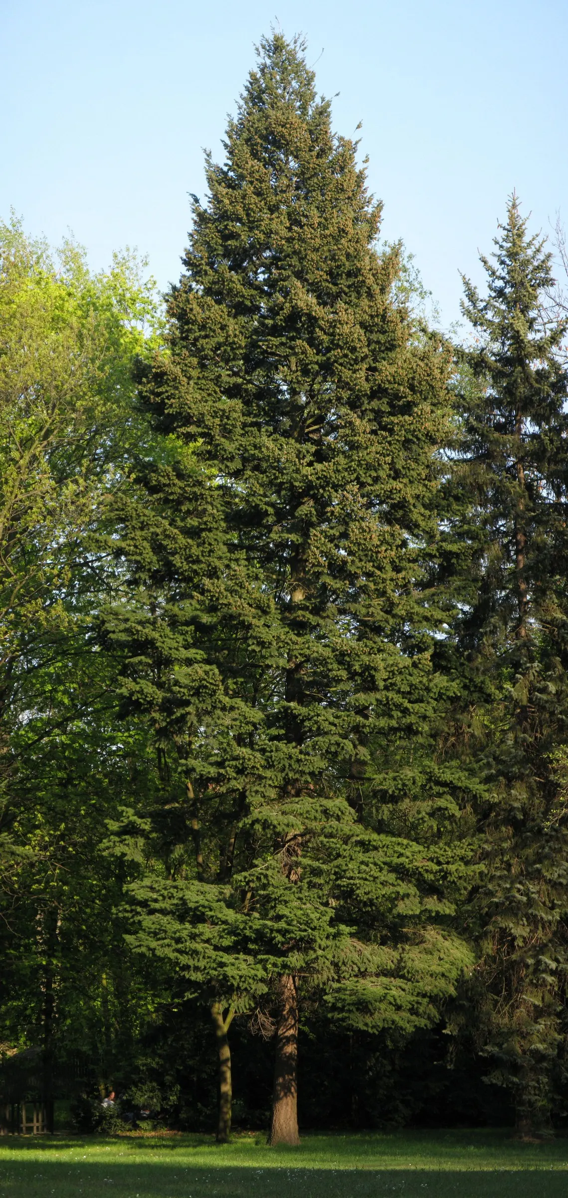 Douglas Fir (Pseudotsuga Menziesii) — it's crucial to account for the Douglas Fir's substantial size and growth habit