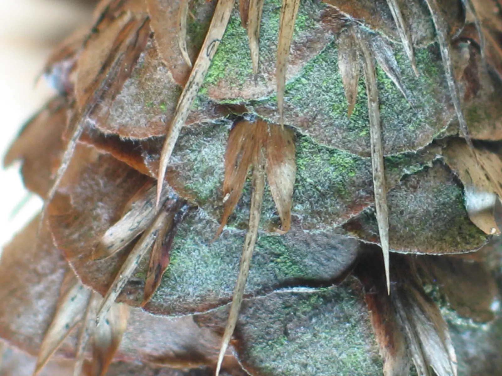 Douglas Fir (Pseudotsuga Menziesii) — more commonly known as the Douglas Fir