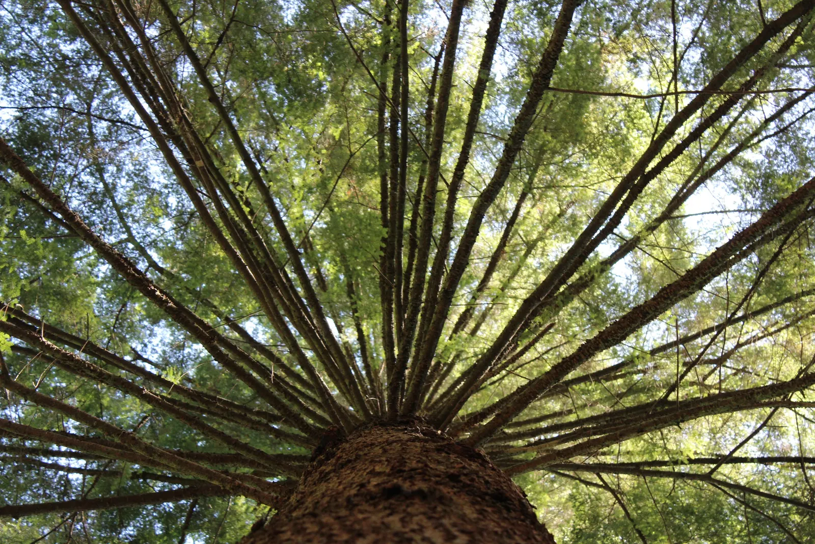 Douglas Fir (Pseudotsuga Menziesii) — with some specimens in the wild exceeding 250 feet tall