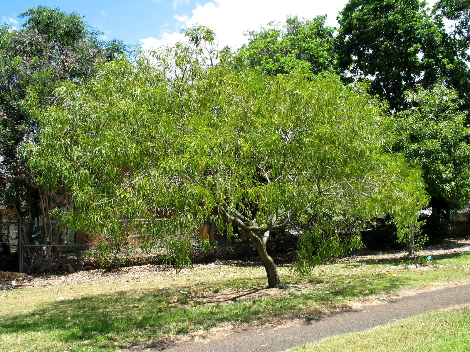 Pearl Acacia (Acacia Podalyriifolia) — ideal for adding low-maintenance