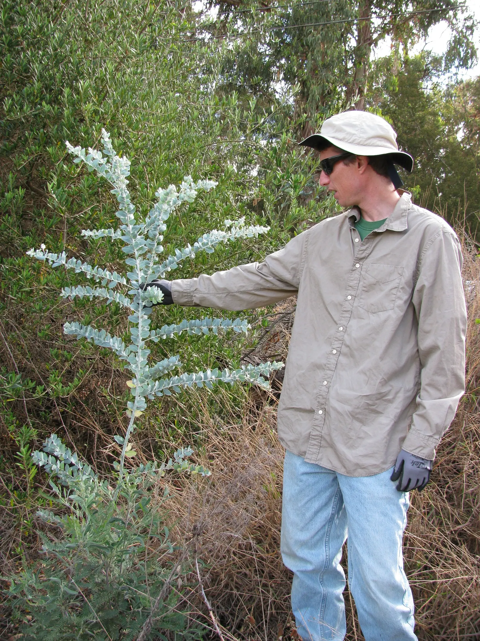 Pearl Acacia (Acacia Podalyriifolia) — making them suitable for xeriscaping or low-water gardens