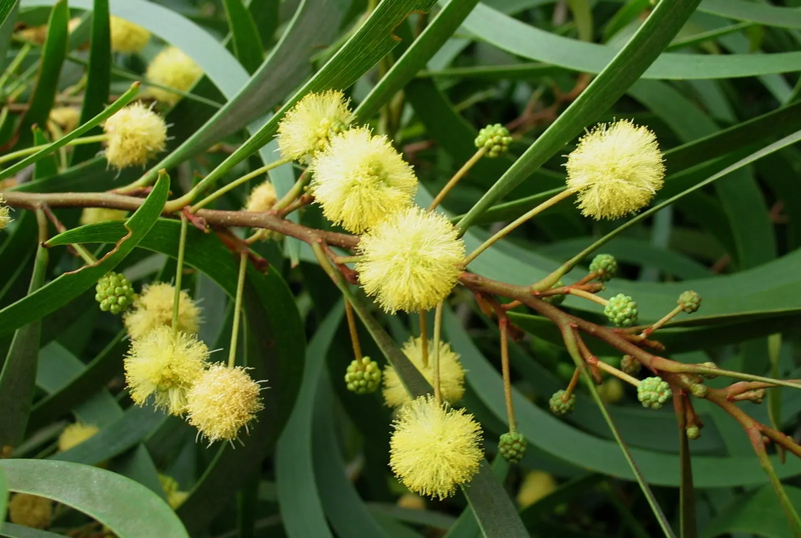 Pearl Acacia (Acacia Podalyriifolia) — <br><br>Come late winter into early spring