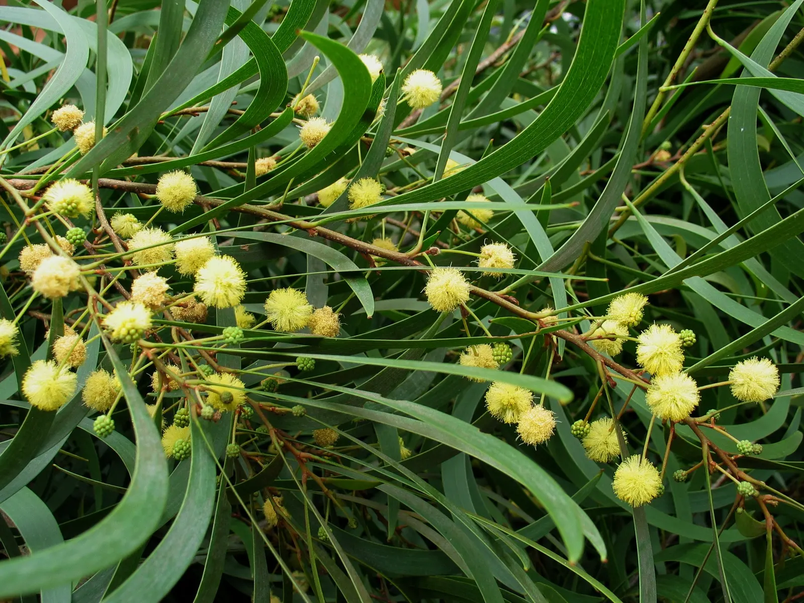 Pearl Acacia (Acacia Podalyriifolia) — the shrub is adorned with vibrant yellow