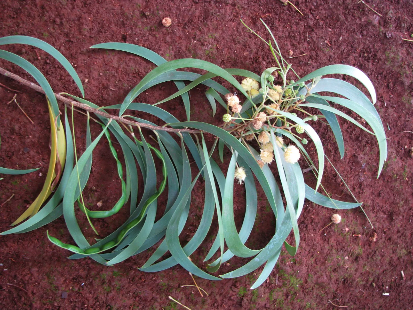 Pearl Acacia (Acacia Podalyriifolia) — oval-shaped foliage complements clusters of fragrant