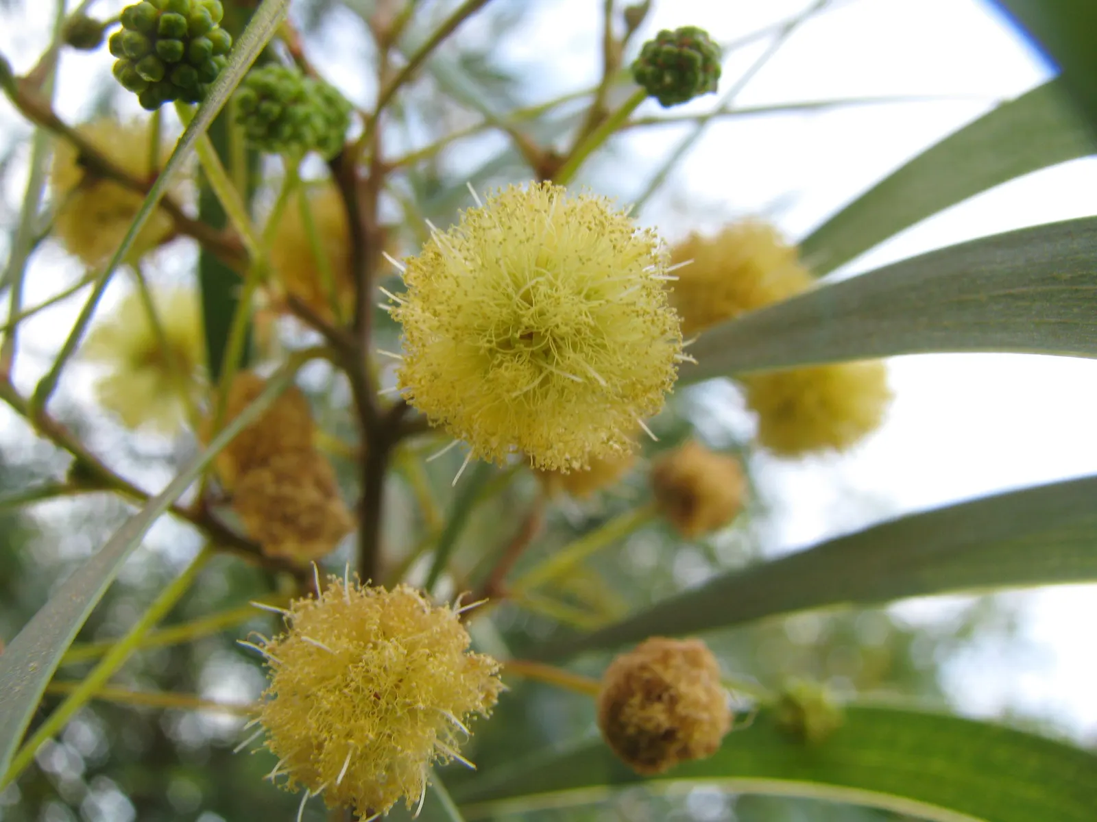 Pearl Acacia (Acacia Podalyriifolia) — pearl-like yellow flowers in winter to early spring