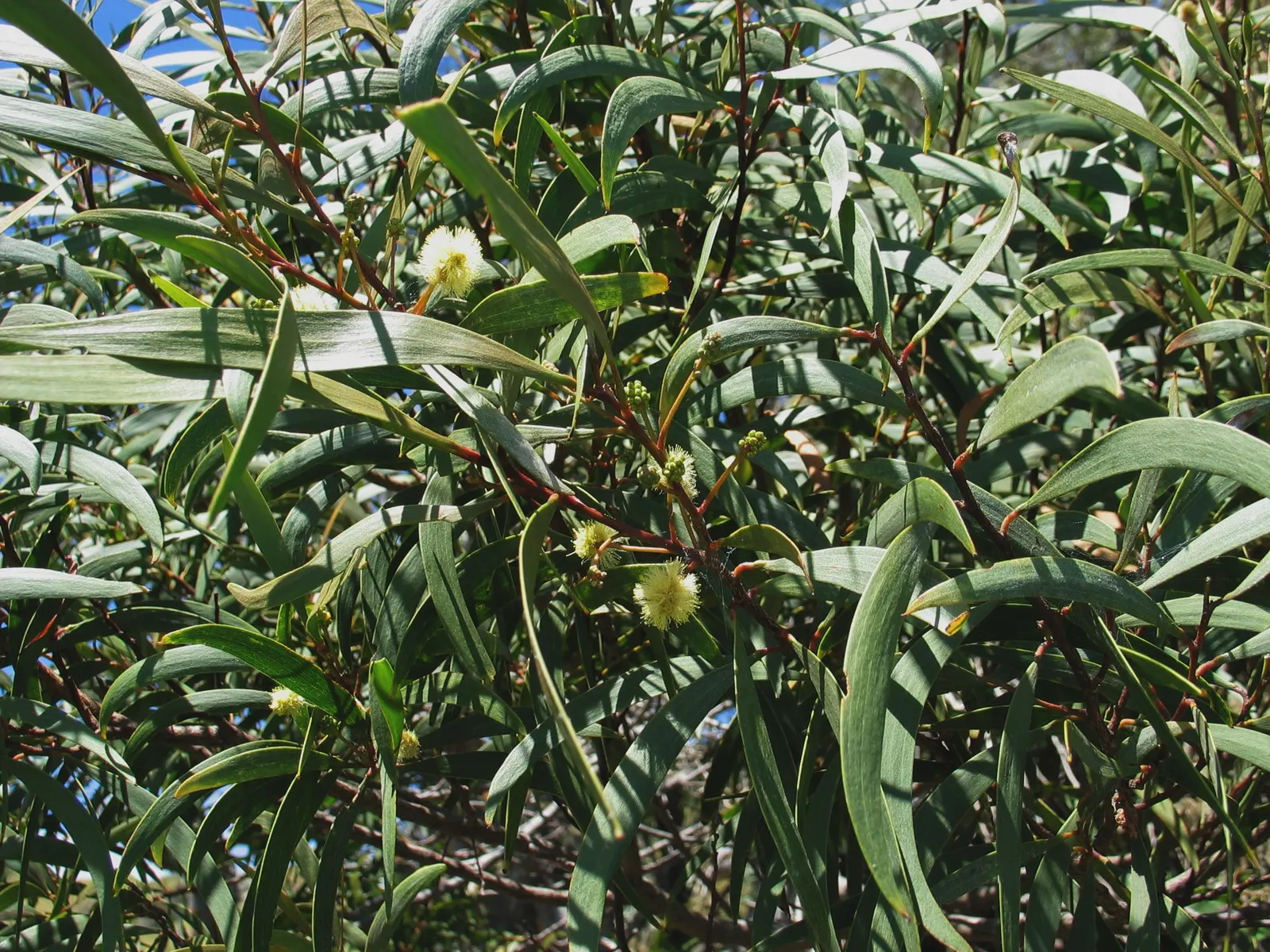 Pearl Acacia (Acacia Podalyriifolia) — It typically reaches a height of 10 to 20 feet with a similar spread