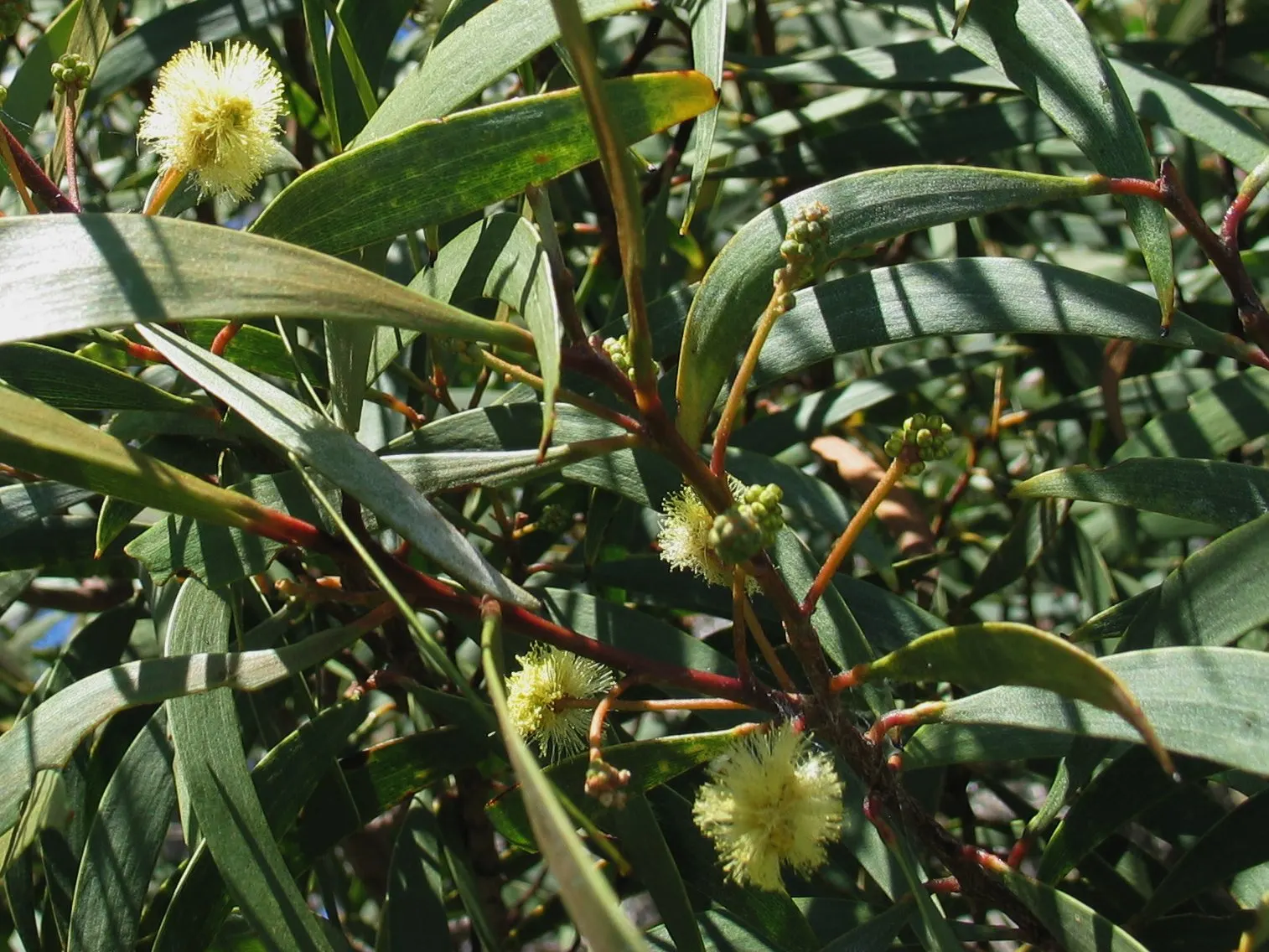 Pearl Acacia (Acacia Podalyriifolia) — This drought-tolerant tree thrives in full sun and well-drained soil