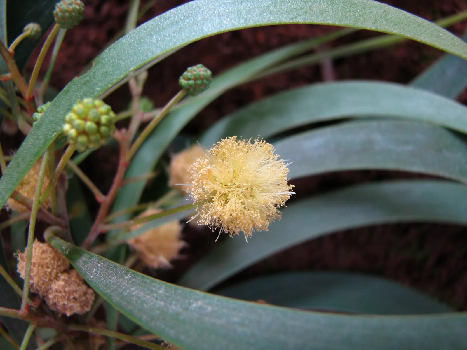 Pearl Acacia (Acacia Podalyriifolia) — year-round interest to landscapes in USDA zones 9-11