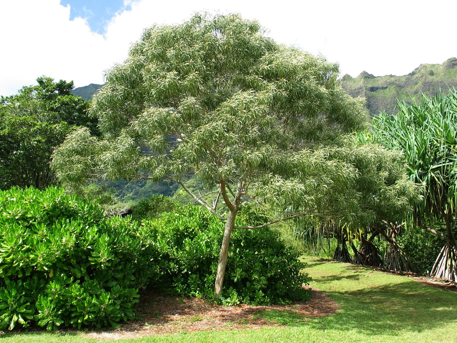 Pearl Acacia (Acacia Podalyriifolia) — oval-shaped phyllodes (leaf-like structures)