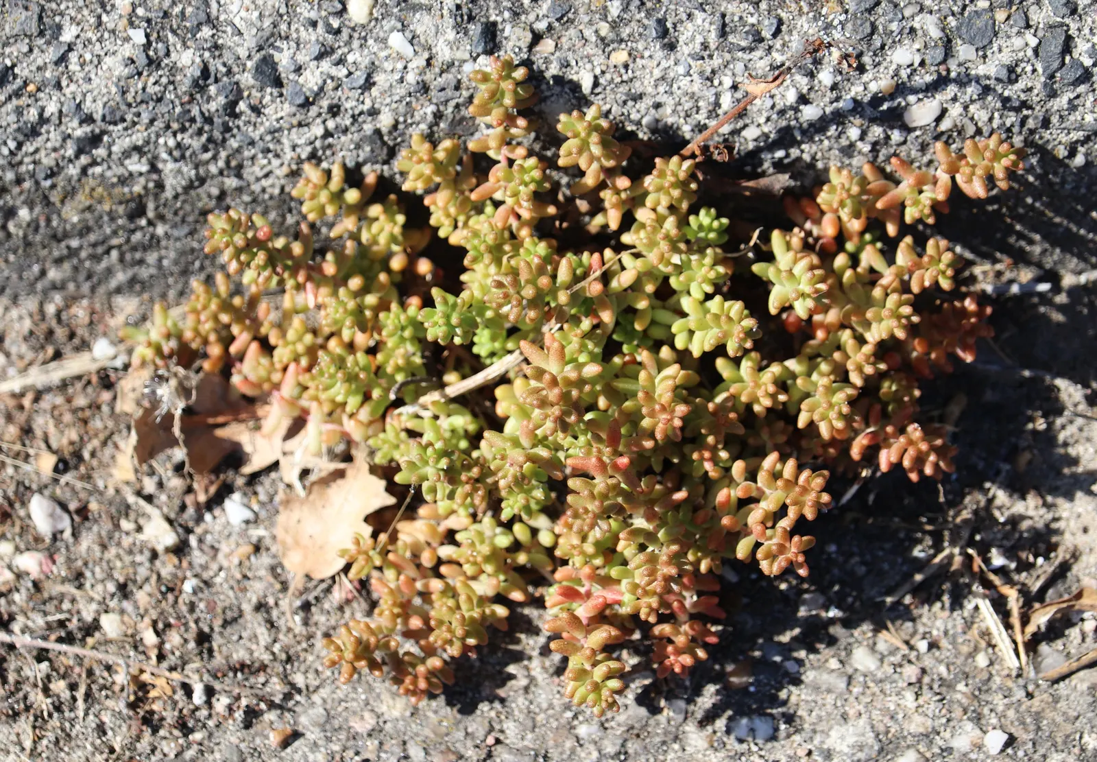 Carpet Stonecrop (Sedum Album) — Its plump, white to pale green leaves form dense, spreading mats up to 4 inches tall and 24 inches wide; in the, image 80
