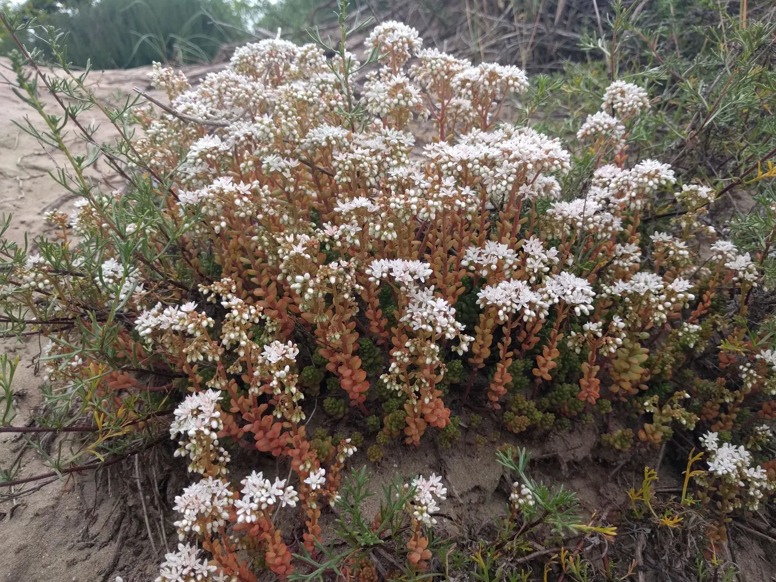 Carpet Stonecrop (Sedum Album) — This succulent plant is valued for its water-conserving capabilities