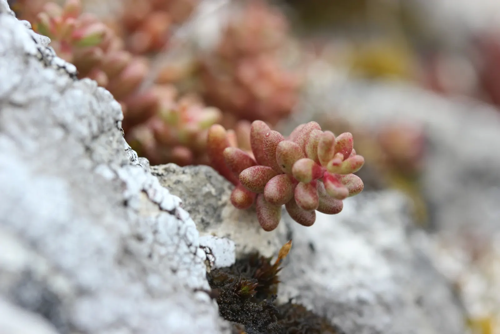 Carpet Stonecrop (Sedum Album) — effectively suppressing weeds and reducing soil moisture evaporation; although it can adapt to most soil types excluding wet