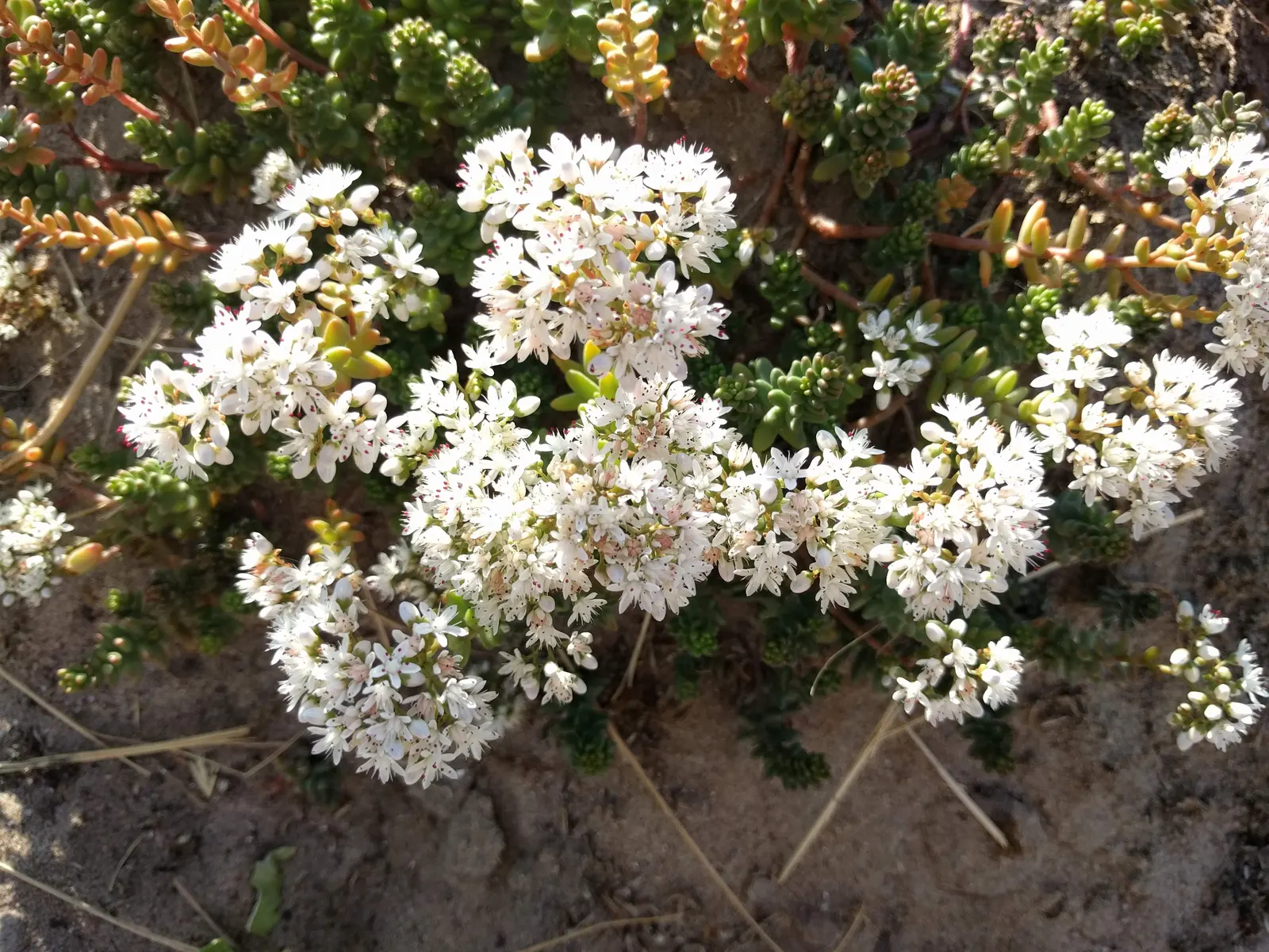 Carpet Stonecrop (Sedum Album) — Carpet Stonecrop (Sedum album) is a low-growing, evergreen perennial succulent, thriving in USDA zones 4-9; it's