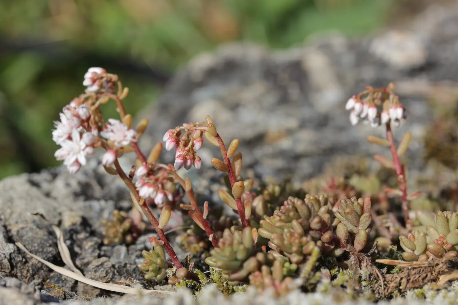 Carpet Stonecrop (Sedum Album) — ground cover / perennial for full or half; providing an elegant effect with minimal effort
