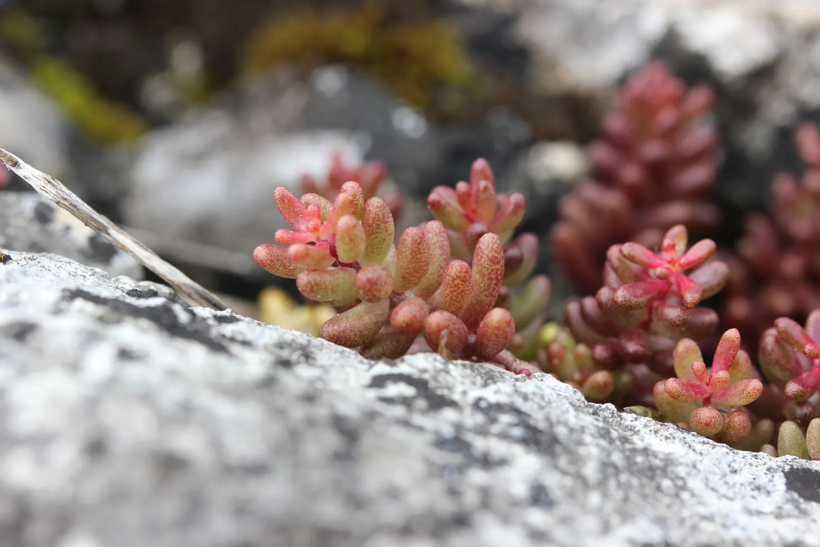 Carpet Stonecrop (Sedum Album) — In the summer, its foliage may turn reddish in response to stress from heat and drought; this plant's trailing habit also