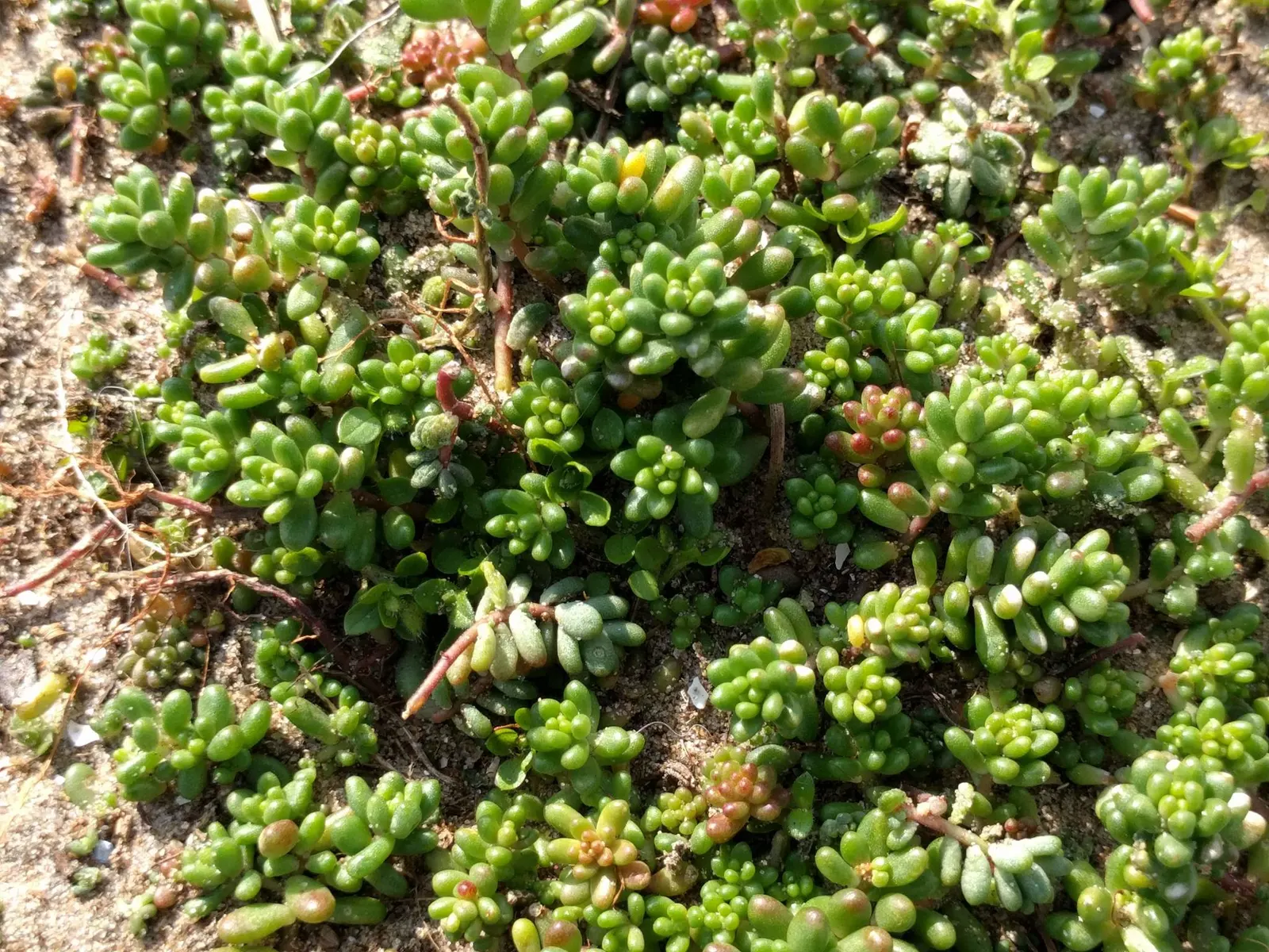 Carpet Stonecrop (Sedum Album) — pink and purple and red flowers in the garden; given its ability to thrive in a range of conditions from full sun, image 76