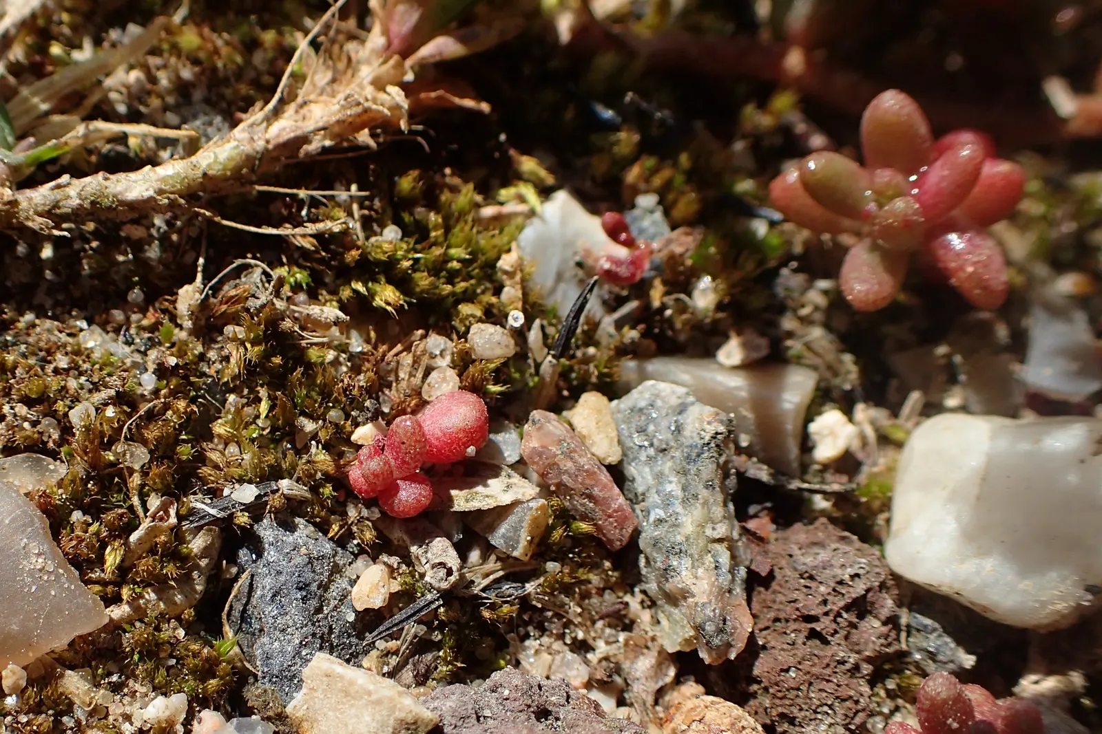Carpet Stonecrop (Sedum Album) — pink and purple and red flowers in the garden; given its ability to thrive in a range of conditions from full sun to partial