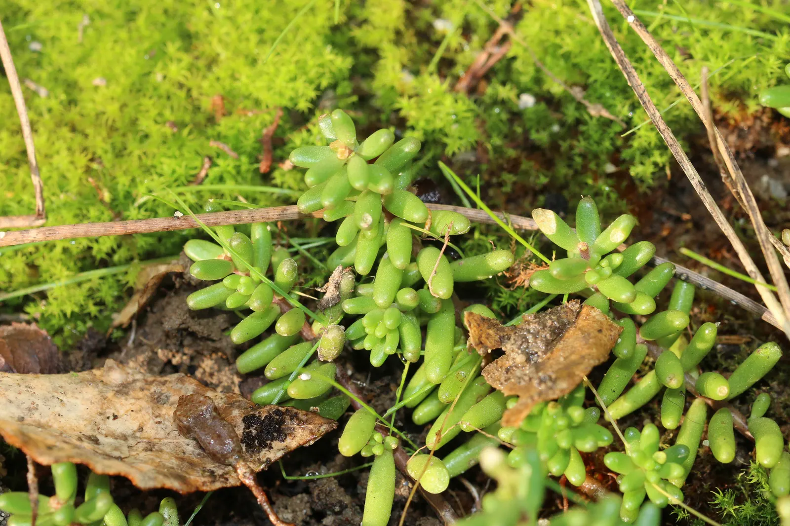Carpet Stonecrop (Sedum Album) — making it a low-maintenance option for both experienced and novice gardeners.<br><br>In the landscape; white flowers from late