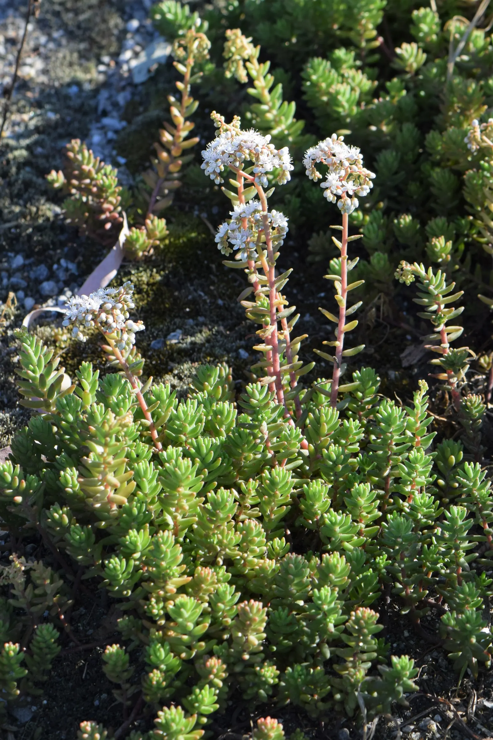 Carpet Stonecrop (Sedum Album) — given its ability to thrive in a range of conditions from full sun to partial shade; this succulent plant is valued for its