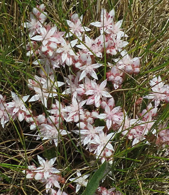 Carpet Stonecrop (Sedum Album) — although it can adapt to most soil types excluding wet soils; making it a low-maintenance option for both experienced and