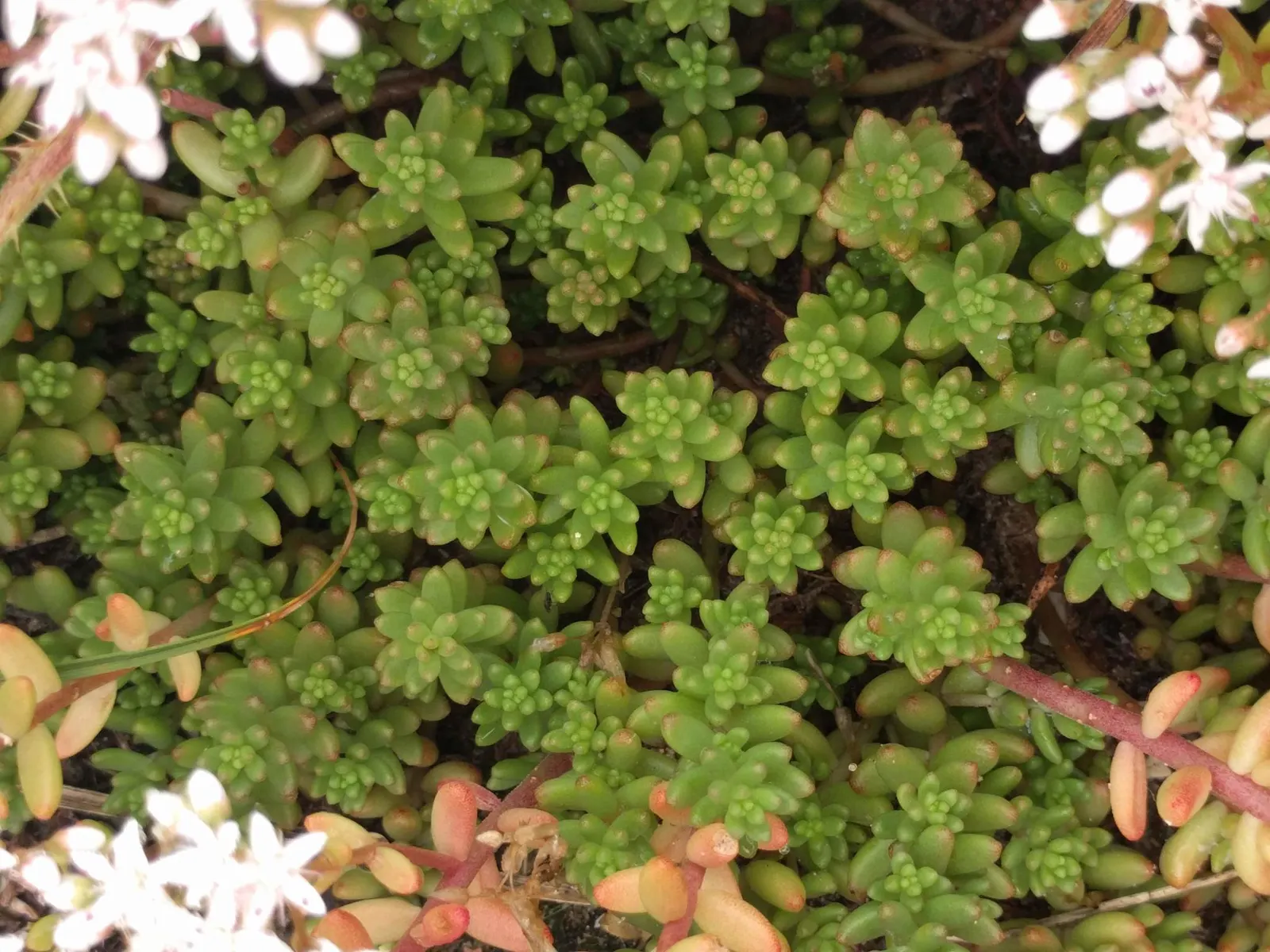 Carpet Stonecrop (Sedum Album) — In summer, clusters of star-shaped, white flowers create a striking contrast; carpet Stonecrop can be used for, image 81