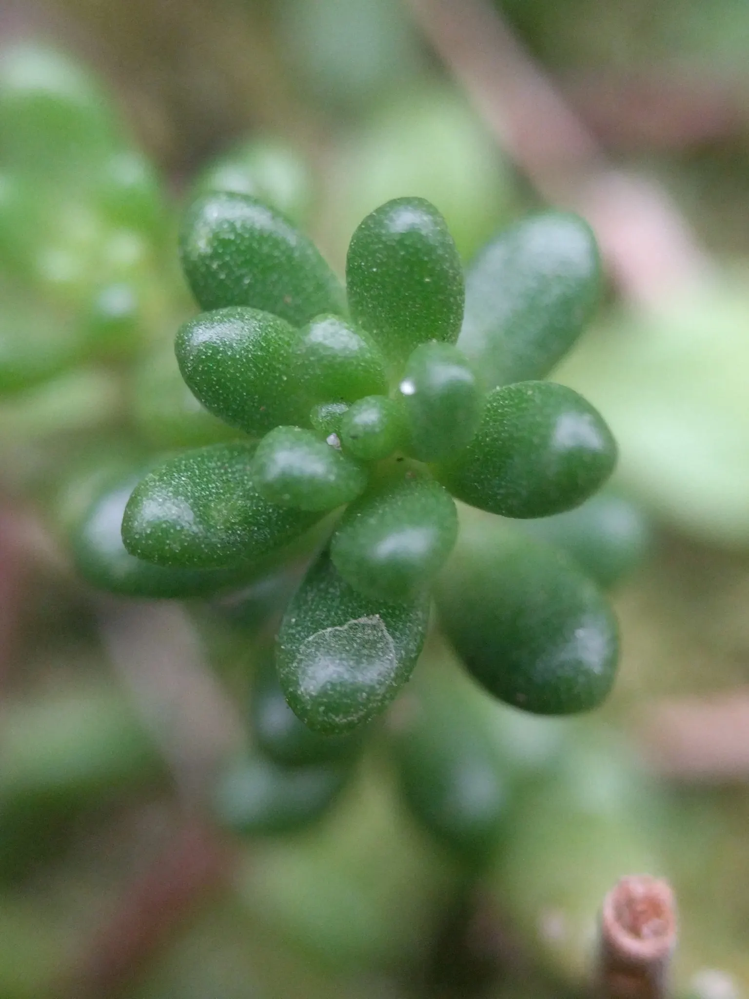 Carpet Stonecrop (Sedum Album) — given its ability to thrive in a range of conditions from full sun to partial shade