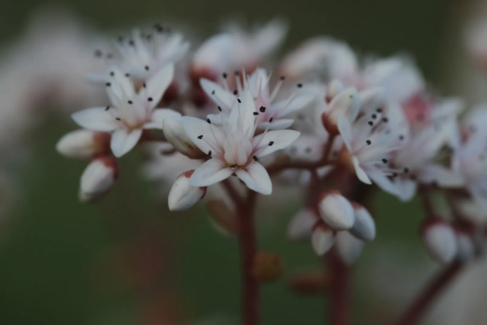 Carpet Stonecrop (Sedum Album) — with a spread of up to 12 to 24 inches; its USDA hardiness zones range from 4 to 8, catering to a variety of, image 62