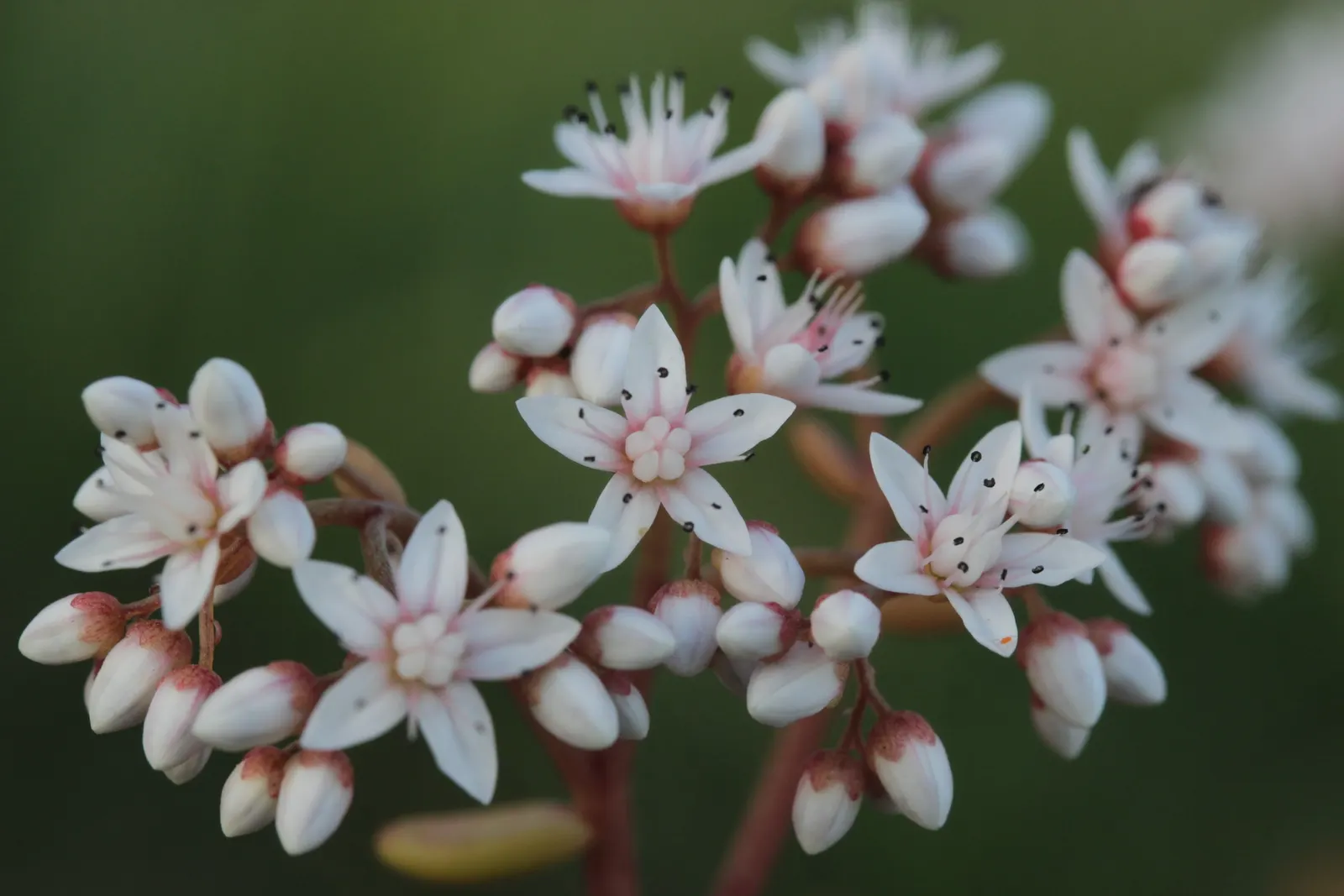 Carpet Stonecrop (Sedum Album) — ground cover / perennial for full or half; providing an elegant effect with minimal effort, image 78