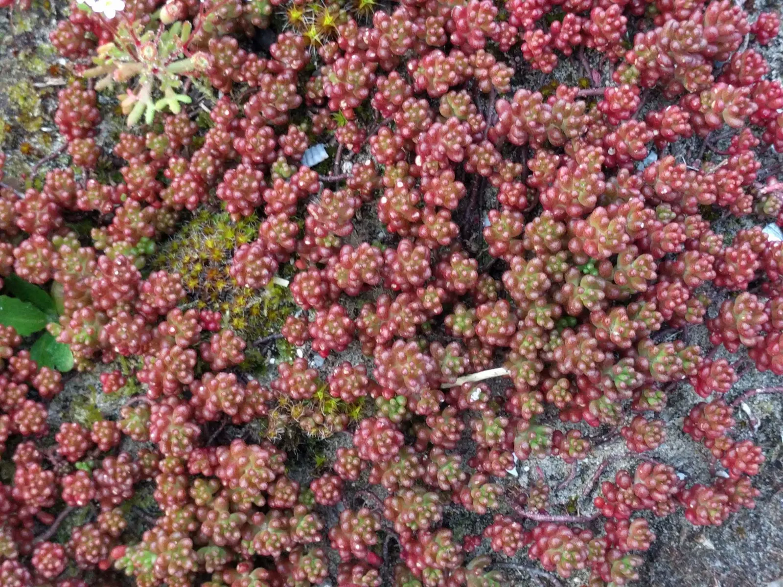 Carpet Stonecrop (Sedum Album) — although it can adapt to most soil types excluding wet soils; making it a low-maintenance option for both, image 66