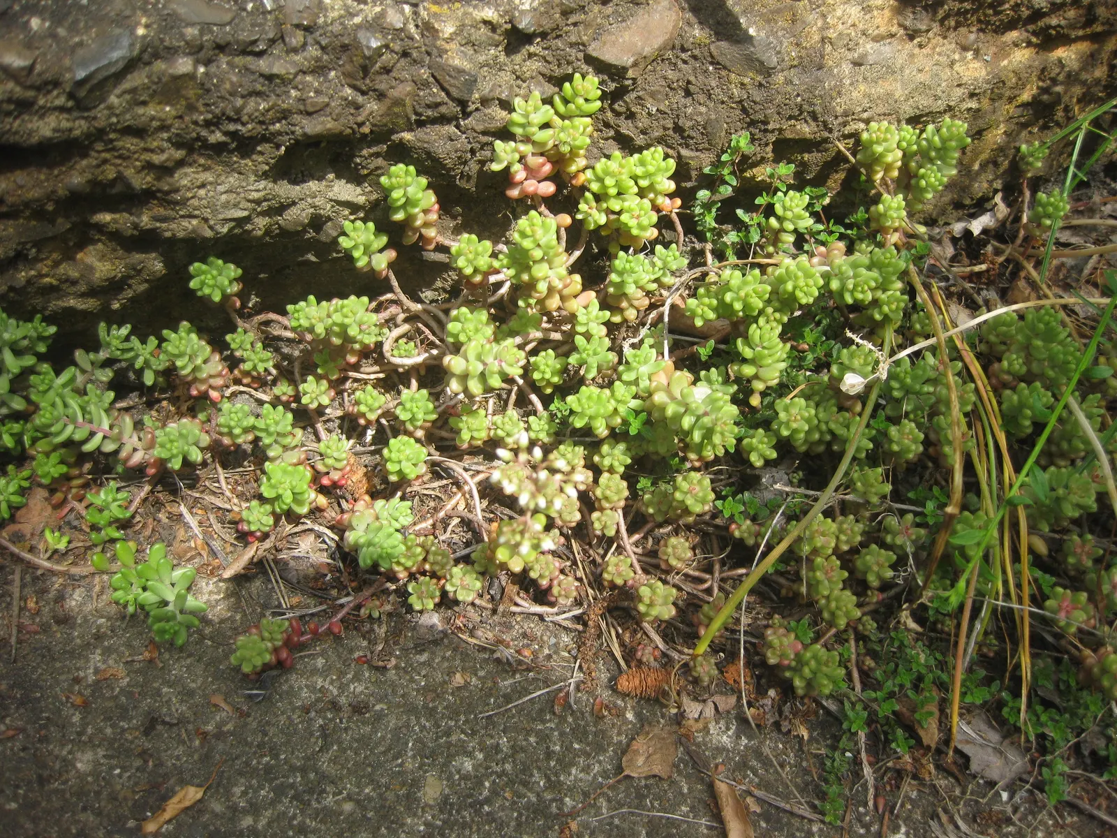 Carpet Stonecrop (Sedum Album) — In summer, clusters of star-shaped, white flowers create a striking contrast