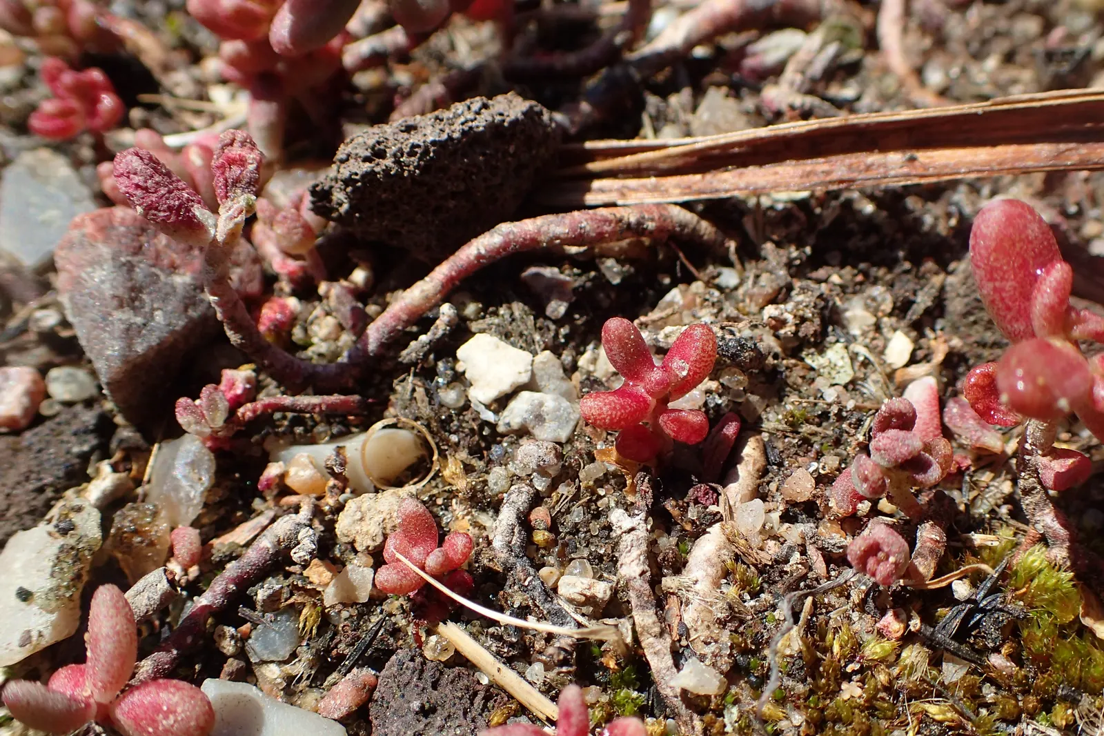 Carpet Stonecrop (Sedum Album) — providing an elegant effect with minimal effort; its plump, white to pale green leaves form dense, spreading mats up to 4