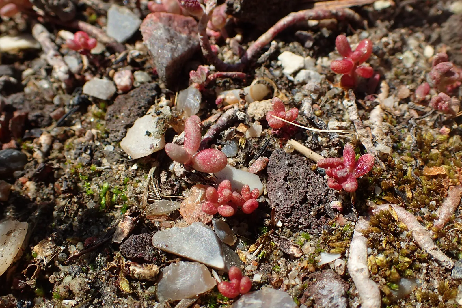 Carpet Stonecrop (Sedum Album) — In the summer, its foliage may turn reddish in response to stress from heat and drought; this plant's trailing, image 63