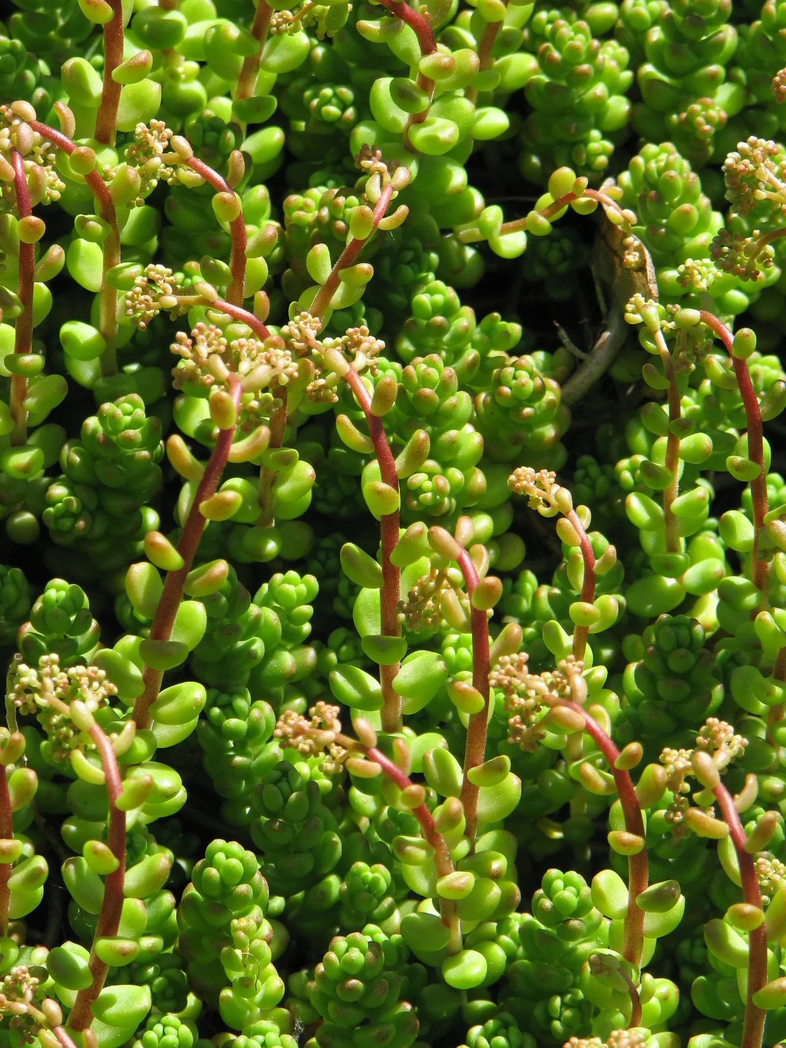 Carpet Stonecrop (Sedum Album) — making it a low-maintenance option for both experienced and novice gardeners.<br><br>In the landscape