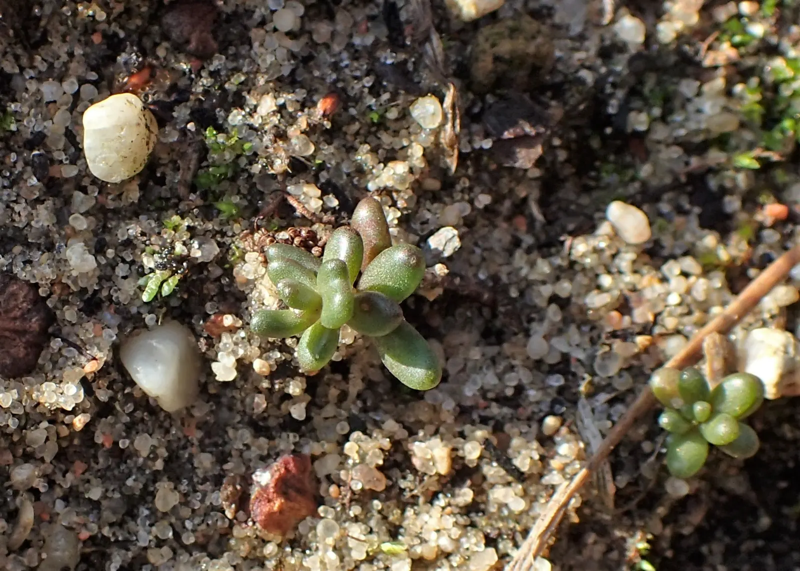 Carpet Stonecrop (Sedum Album) — scientifically known as Sedum album; offering a subtle yet attractive display.<br><br>For optimal growth, image 58
