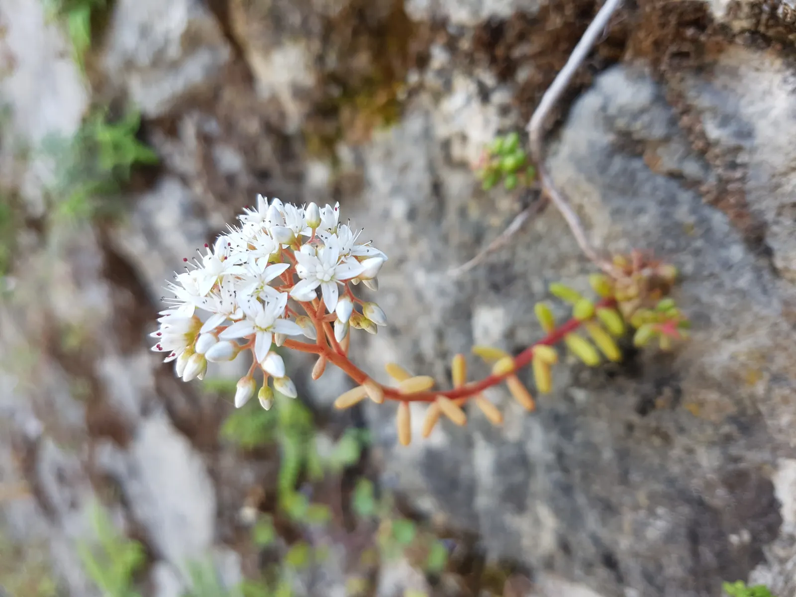 Carpet Stonecrop (Sedum Album) — Its USDA hardiness zones range from 4 to 8, catering to a variety of climatic regions