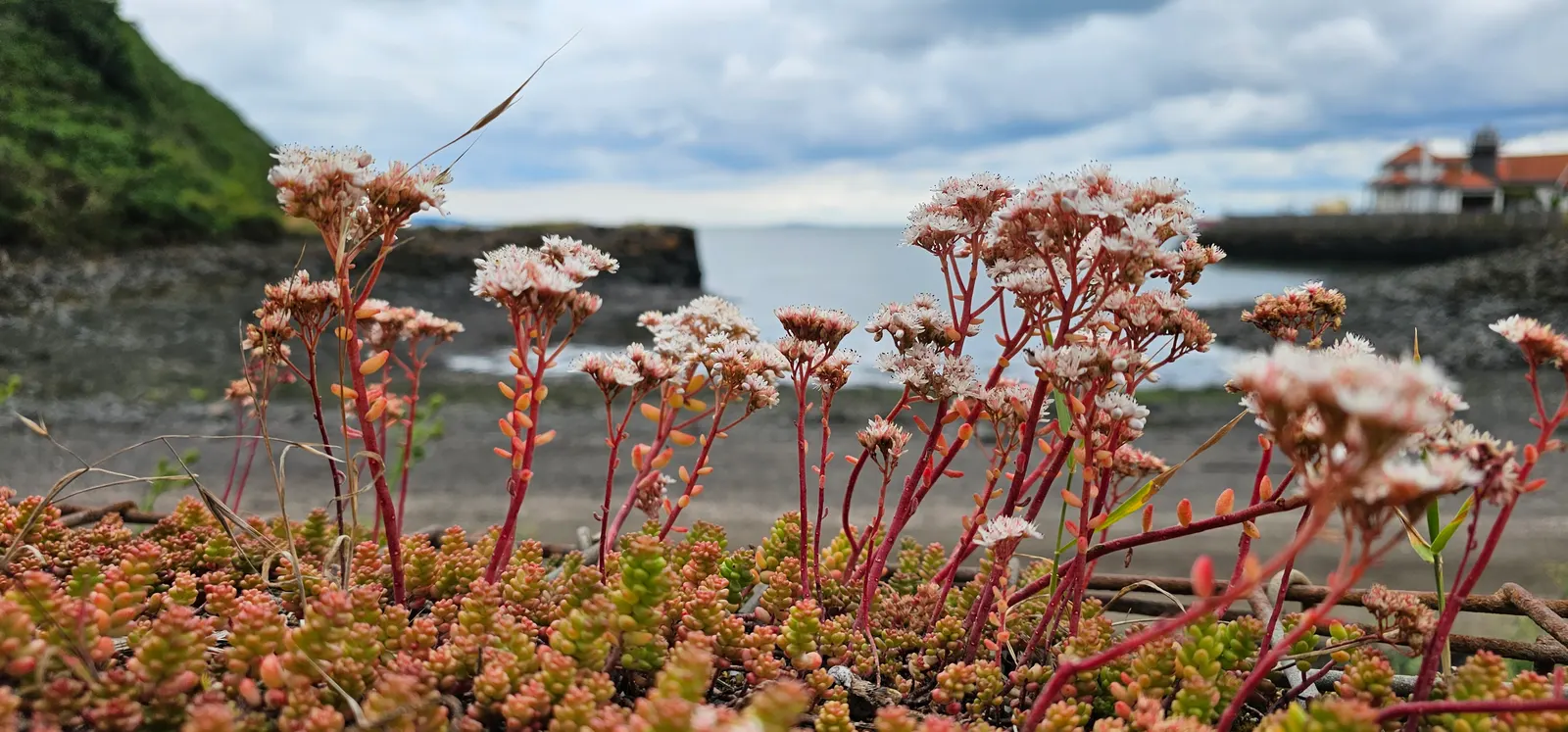 Carpet Stonecrop (Sedum Album) — making it a low-maintenance option for both experienced and novice gardeners.<br><br>In the landscape; white, image 69