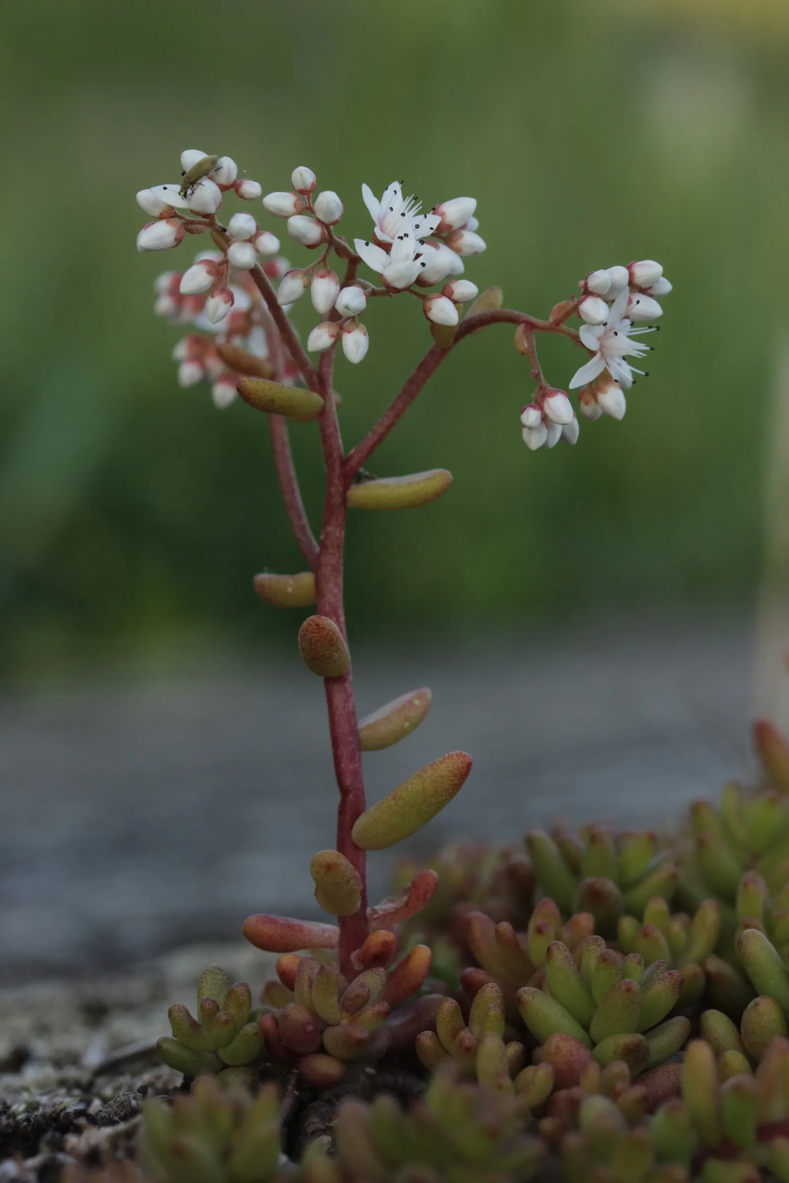 Carpet Stonecrop (Sedum Album) — In the summer, its foliage may turn reddish in response to stress from heat and drought