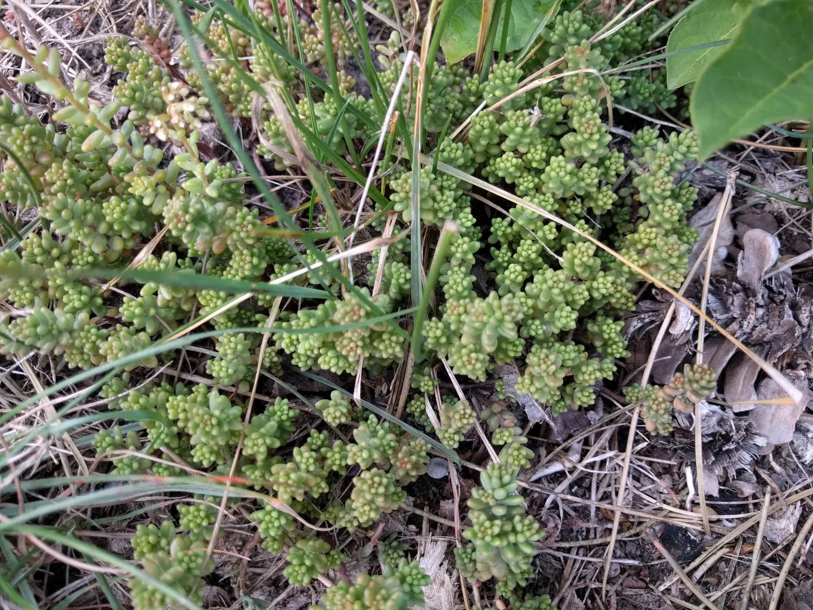 Carpet Stonecrop (Sedum Album) — This succulent plant is valued for its water-conserving capabilities; carpet Stonecrop (Sedum album) is a low-growing