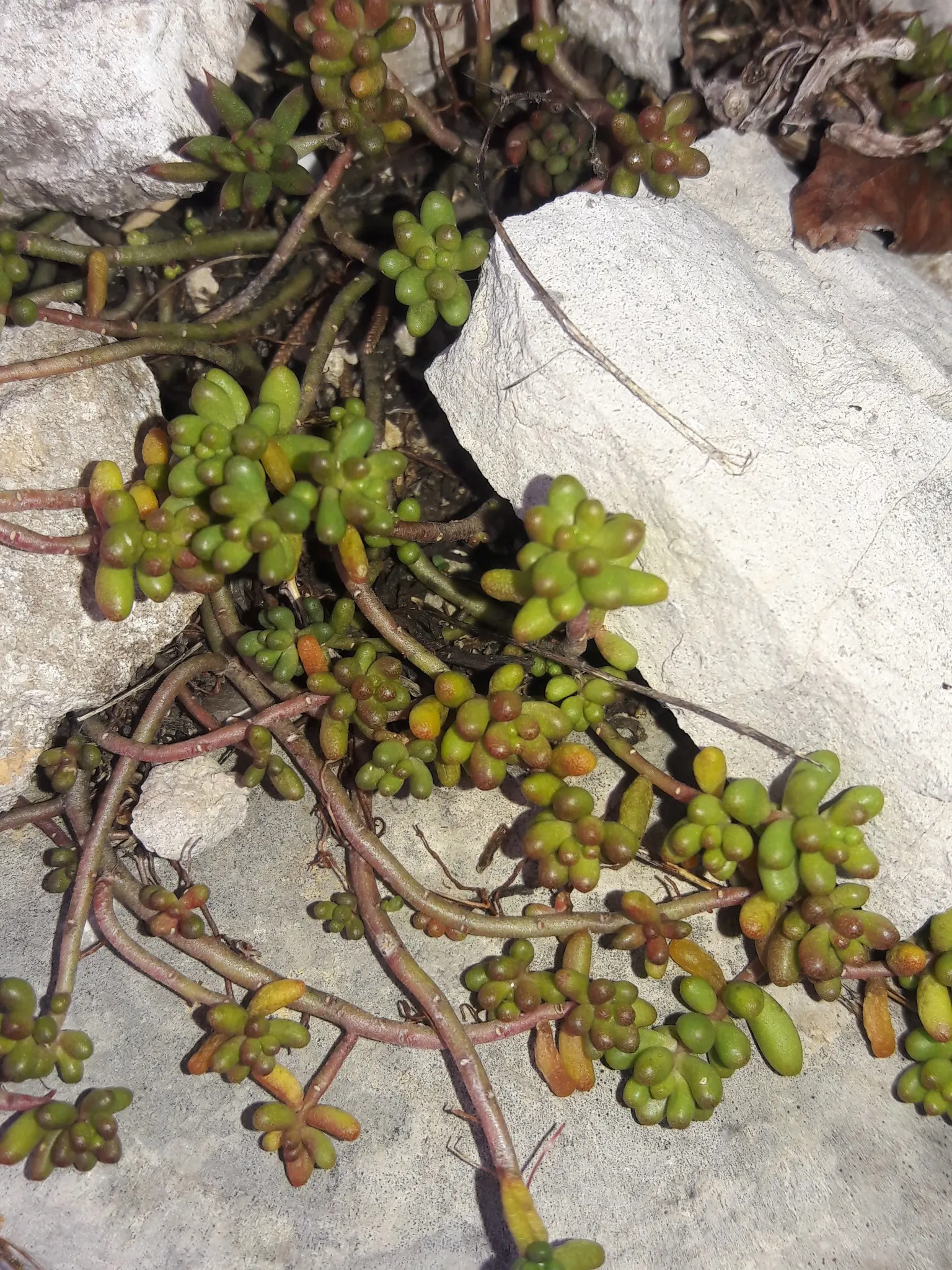 Carpet Stonecrop (Sedum Album) — given its ability to thrive in a range of conditions from full sun to partial shade; this succulent plant is, image 61