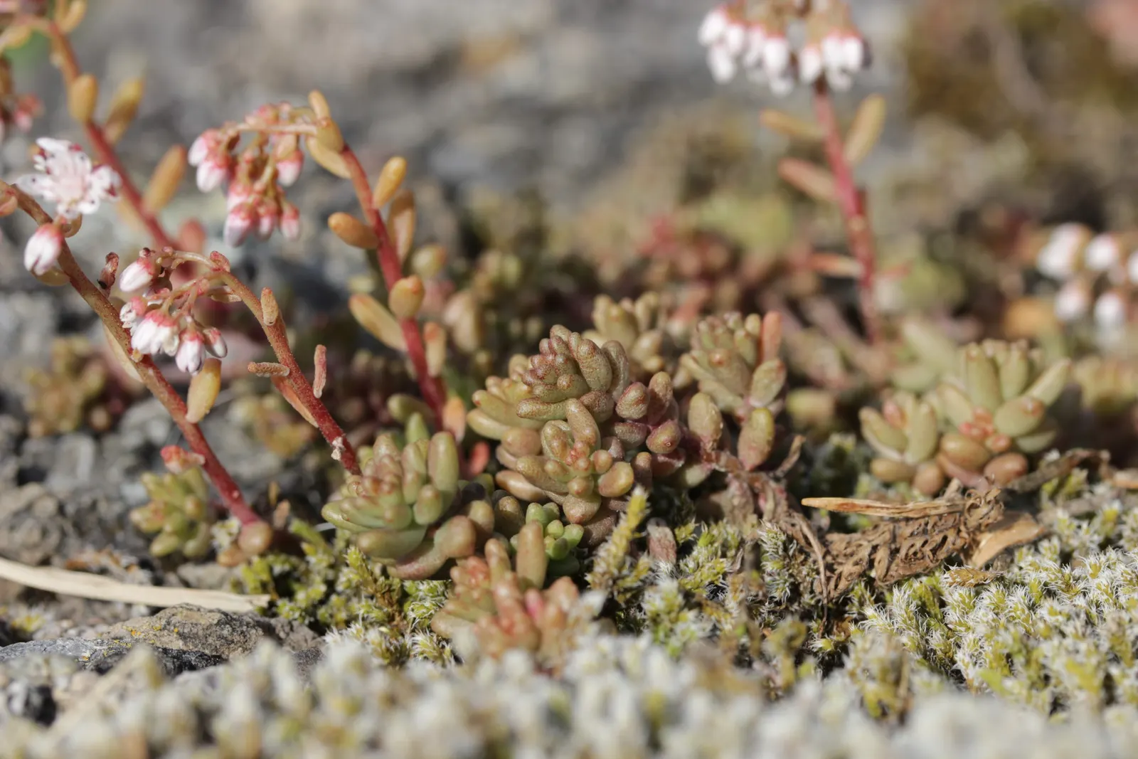 Carpet Stonecrop (Sedum Album) — white flowers from late spring to mid-summer; in summer, clusters of star-shaped, white flowers create a striking contrast