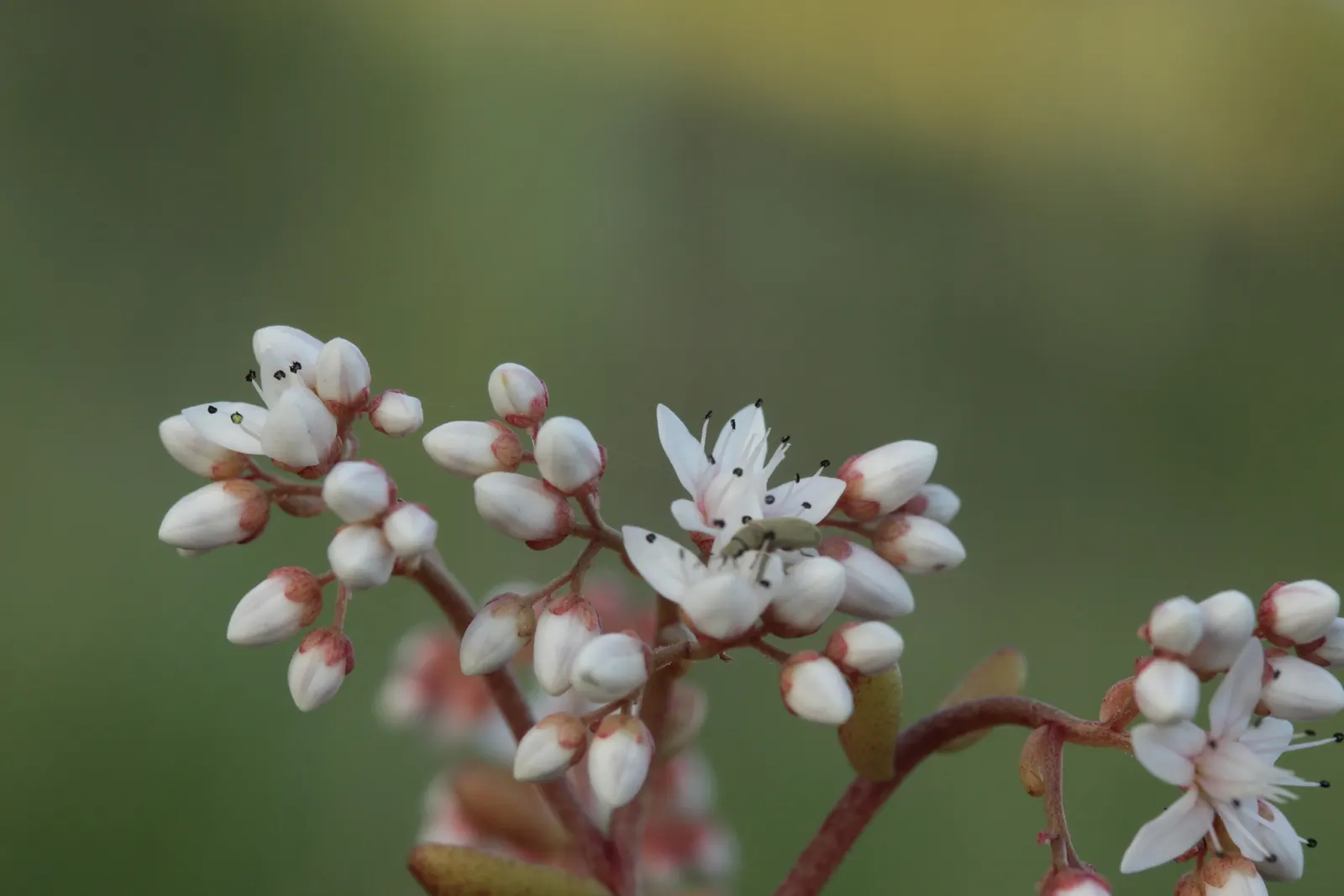 Carpet Stonecrop (Sedum Album) — evergreen perennial that serves as a versatile and hardy groundcover